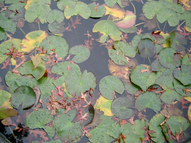 ニュージーランド